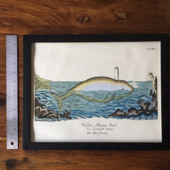 Beluga Whale Framed Wall Art - Very Cute White Whale Swimming - Picture 4 of 6